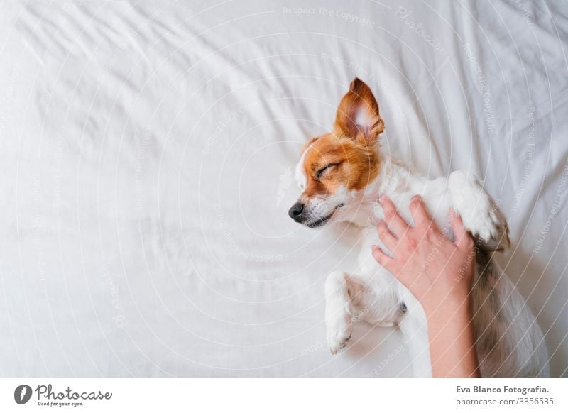 woman making cuddles to her cute small dog sleeping on bed. Love for animals concept. Lifestyle indoors Girl Joy Relaxation Lovely Family & Relations Puppy Cute