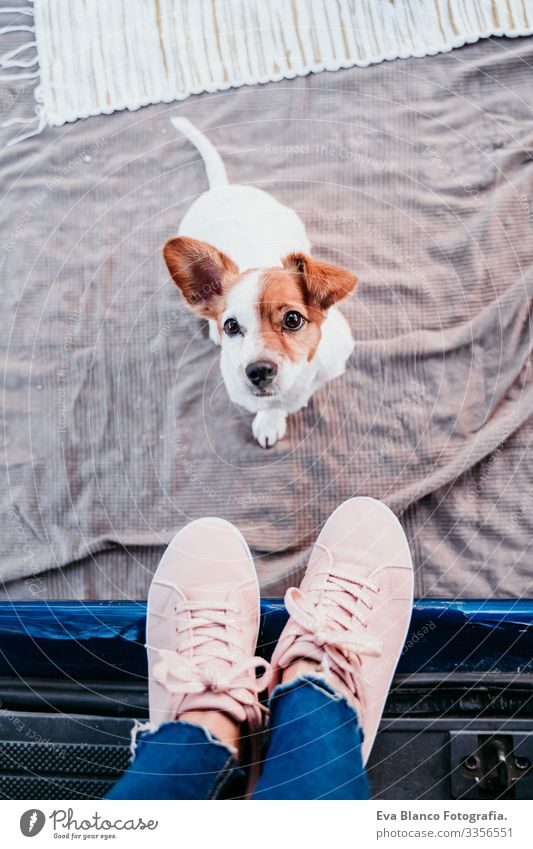 cute jack russell dog and his unrecognizable owner woman relaxing in a van. travel concept Jack Russell terrier Dog Woman Van Vacation & Travel Legs