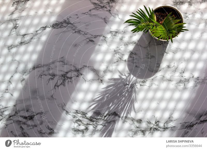 Marble table with palm leaves shadow Beautiful Summer Table Wallpaper Nature Plant Tree Leaf Virgin forest Architecture Stone Natural Gray Green Black White