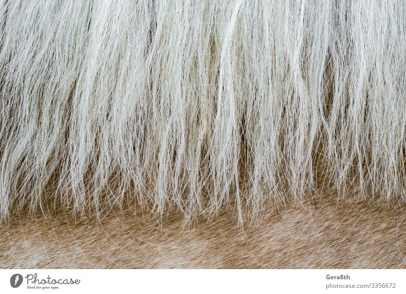 texture of the skin of a beige horse with a mane close up Skin Animal Fur coat Horse Natural White animal skin background Beige Blank detailed fur background