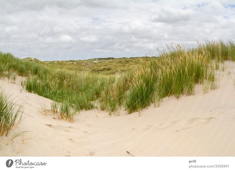 beach scenery at Spiekeroog Summer Beach Island Landscape Sand Coast North Sea Authentic stalk sand dune Dune East Frisland Friesland district Germany