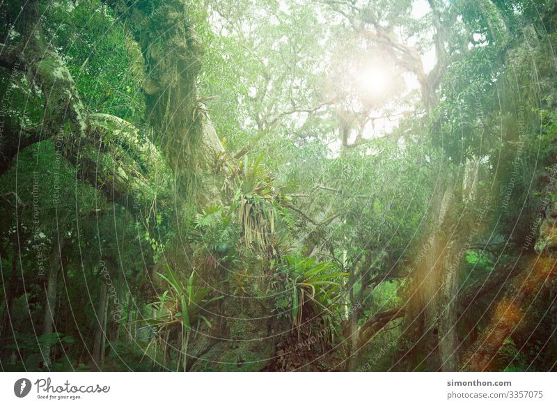 jungles Environment Nature Landscape Plant Climate Virgin forest Amazonas Tree Creeper CO2 emission Colour photo Exterior shot
