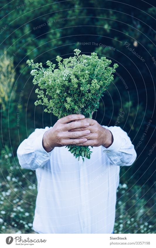 Man is holding a bouquet or oregano Herbs and spices Summer Mountain Garden Adults Hand Nature Plant Leaf Bouquet Fresh Natural Wild Green Oregano Organic food
