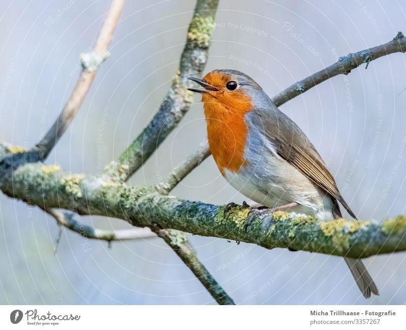 Singing robin in a tree Nature Animal Sky Sun Sunlight Beautiful weather Tree Twigs and branches Wild animal Bird Animal face Wing Claw Robin redbreast Head