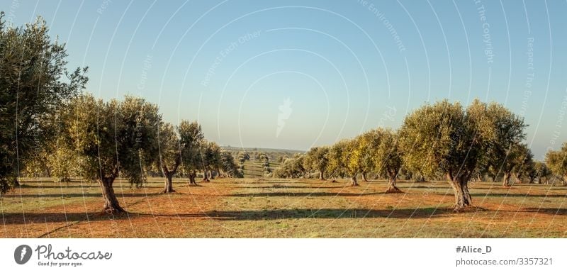 Olive grove in Alentejo Portugal Hiking Environment Nature Landscape Plant Earth Horizon Tree Agricultural crop Olive tree Meadow Field Authentic Far-off places