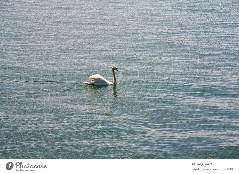Swan Lake. Swan swims calmly on the waves of Lake Constance. Water Waves plumage feathers be afloat Noble Pride Blue White Beak Swimming & Bathing Animal Bird