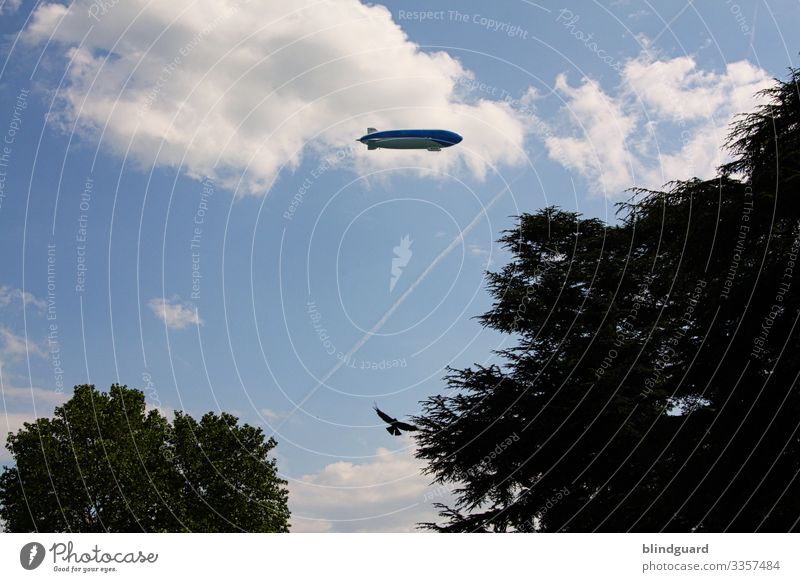 LED the ZEPPELIN fly Zeppelin air traffic Bird of prey Treetops Top Flying Silhouette Summer vacation Trip Glide Sky Clouds Shadow Summer's day Blue leaves