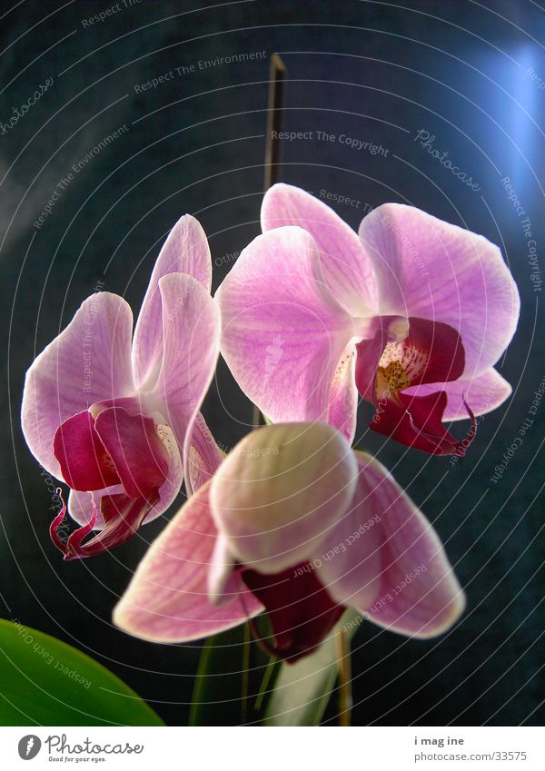 orchid Flower Blossom Orchid Plant 3 Macro (Extreme close-up) Close-up Nature Beautiful