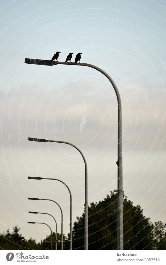 lifted l the three ravens Sky Clouds Tree Bushes Traffic infrastructure Street Streetlamps Animal Bird Raven birds 3 Lighting Line Sit Tall Above Moody Design