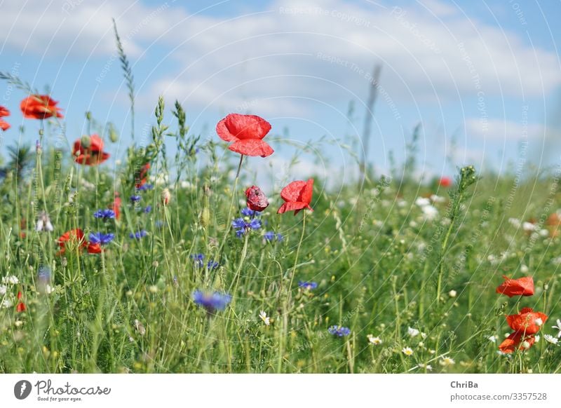 poppies, cornflowers, blue sky, what more could you want? Environment Nature Landscape Plant Sky Clouds Sun Spring Summer Climate Beautiful weather Flower Grass