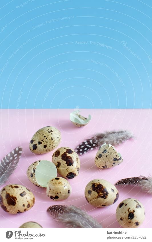 Quail eggs on a pink and blue background Easter Fresh Natural Blue Pink quail Raw Egg light pink pastel tclose up Feather Light blue food healthy holiday