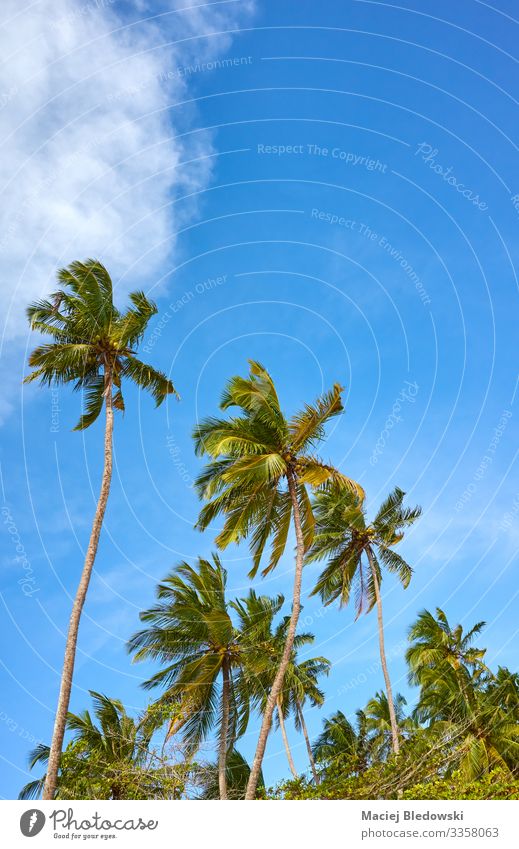 Coconut palm trees against the sky on a sunny day. Exotic Vacation & Travel Tourism Summer Summer vacation Sun Island Nature Sky Tree Natural Blue Green