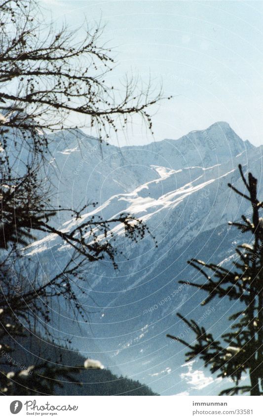 stubai winter Winter Tree Spruce Glacier Mountain Stubaital Snow Sky Valley