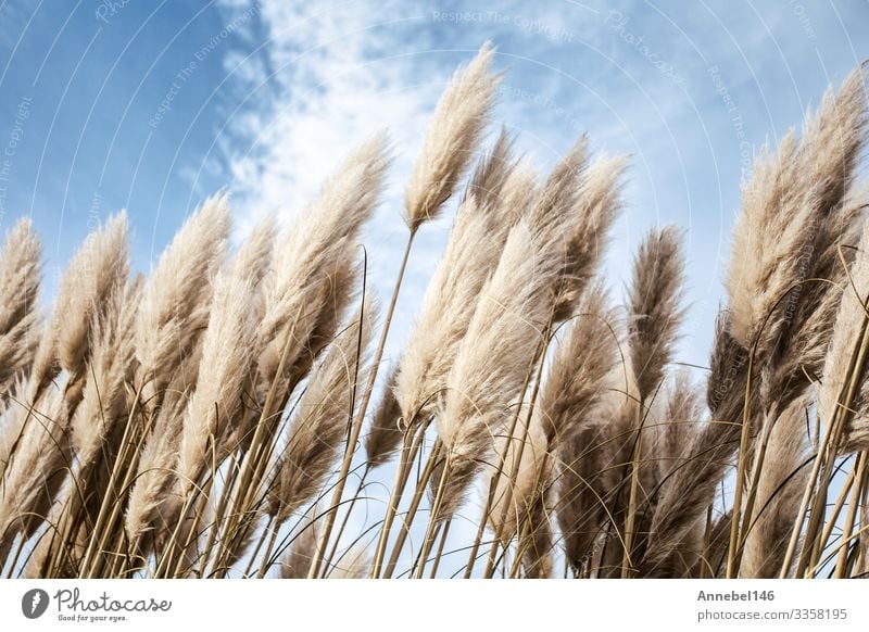 Pampas grass in the sky, Abstract natural background Beautiful Summer Garden Decoration Nature Plant Sky Flower Grass Natural Soft Blue Yellow Gold Gray Green