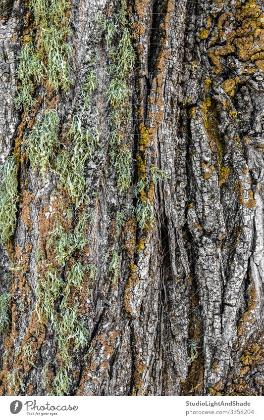 Mossy tree bark Beautiful Nature Tree Forest Wood Old Natural Green Colour background Consistency textured mossy Crack & Rip & Tear colorful colourful Forestry