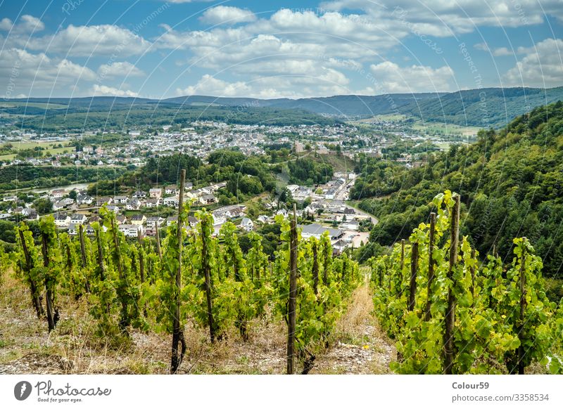 Vineyard in Trittenheim Vacation & Travel Summer Contentment Cochem Riesling Background picture Germany Moselle Europe Valley Grape harvest Bunch of grapes