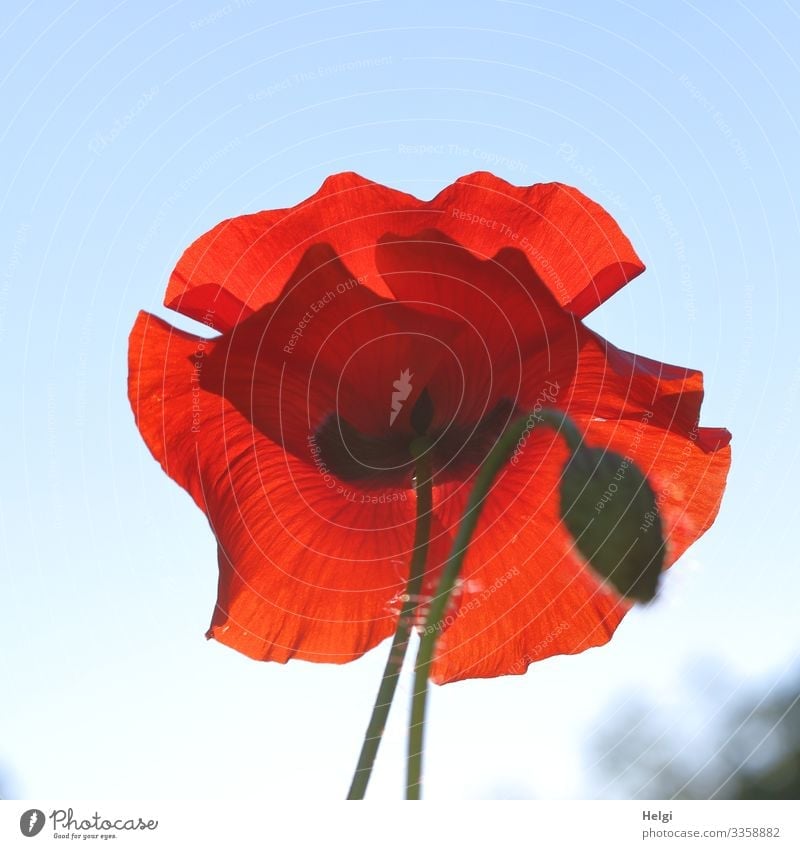 Close-up of a red poppy blossom and bud in the back light in front of a blue sky Poppy Poppy blossom poppy flower poppy bud Plant Flower Blossom Summer