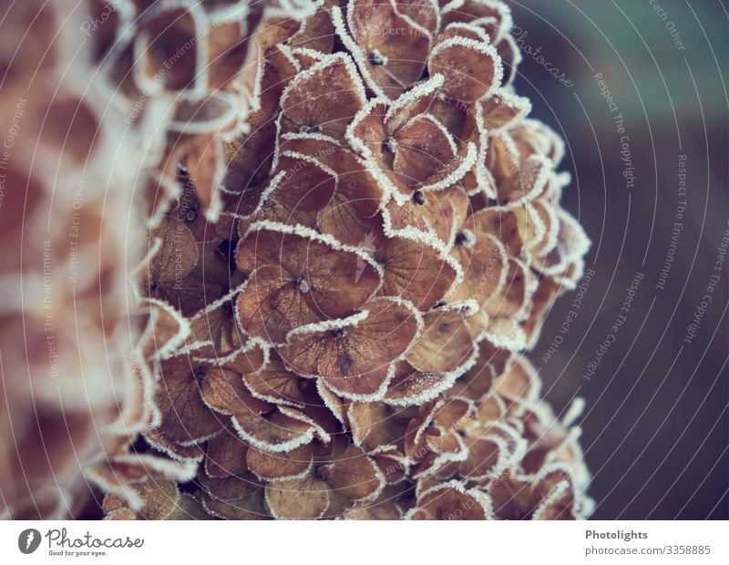 hydrangea in winter Nature Landscape Plant Winter Hydrangea Farmer hydrangea annabell Flowering plant Garden Park Cold Frost Frozen Hoar frost Dried