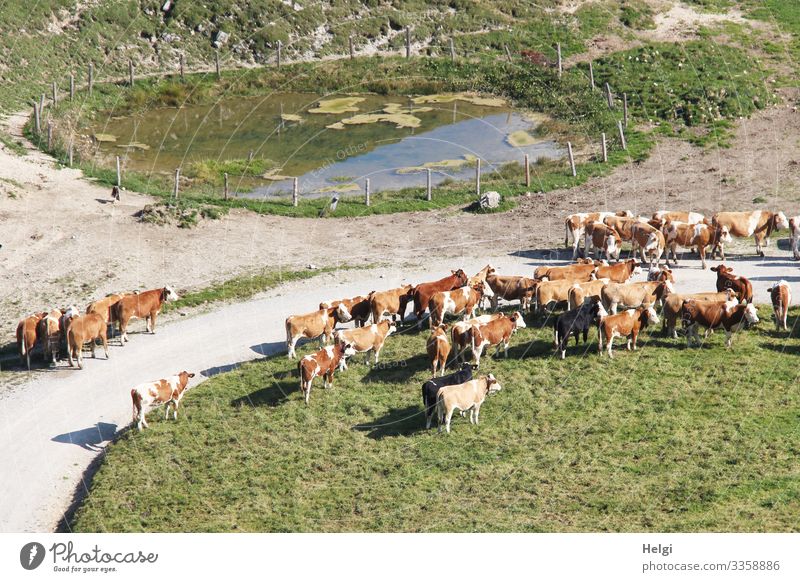 Herd of cows waiting at the uplift of the alp in spring Chiemgau Alps Mountain Landscape Environment Nature Cattleherd Movement of livestock Spring Meadow