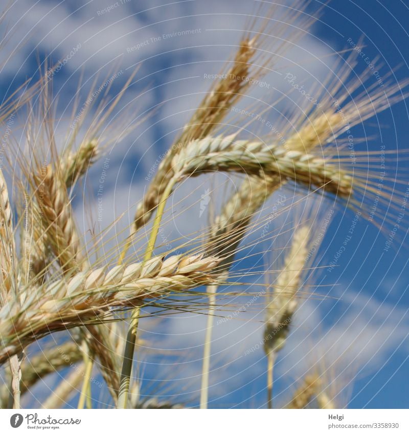 Grain ears of barley in sunlight before a blue sky with clouds Ear of corn Barley Cornfield Grain field Agriculture Nutrition Plant Nature Environment Summer