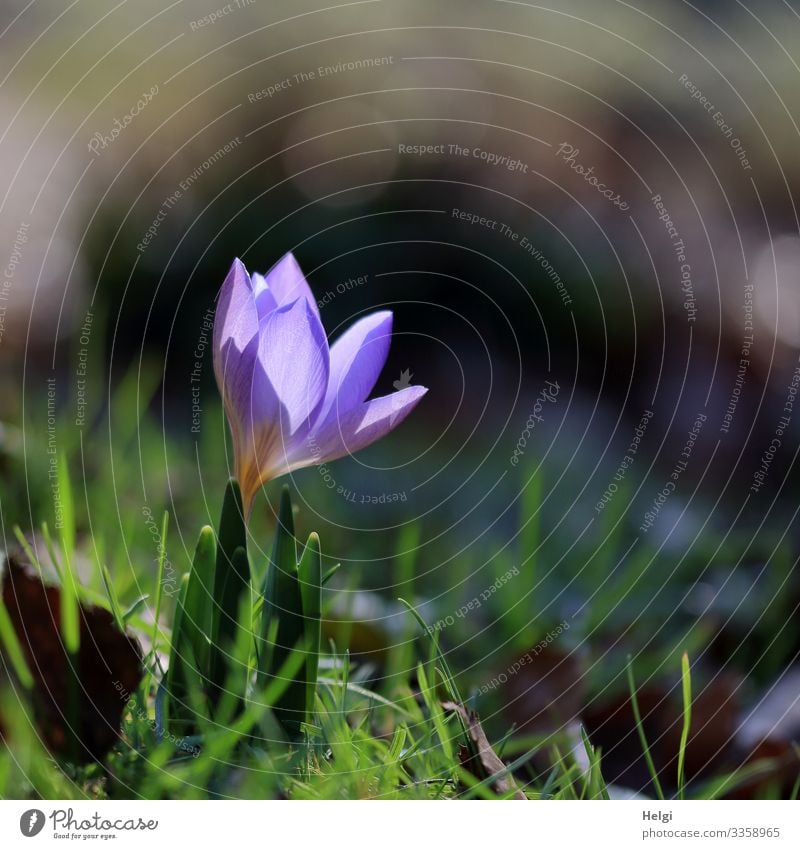 a small purple crocus is illuminated by the sun Environment Nature Plant Spring Beautiful weather Flower Grass Crocus Spring flowering plant Garden Blossoming