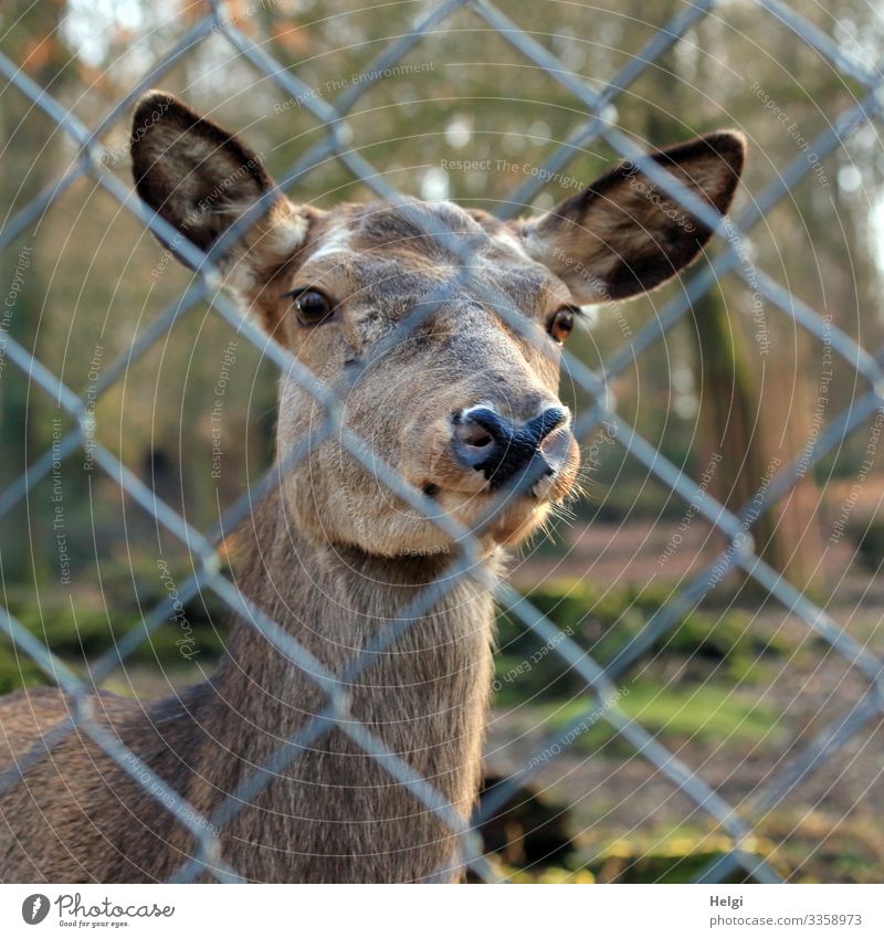 Doe looks through a fence Nature Plant Animal Spring Beautiful weather Tree Park Wild animal Animal face Zoo Red deer 1 Wire netting fence Metal Looking Stand
