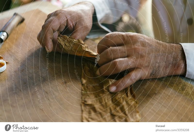 handmade cigar making, viñales - cuba Lifestyle Island Table Masculine Man Adults Male senior Hand 1 Human being 45 - 60 years Culture Nature Leaf Village Town