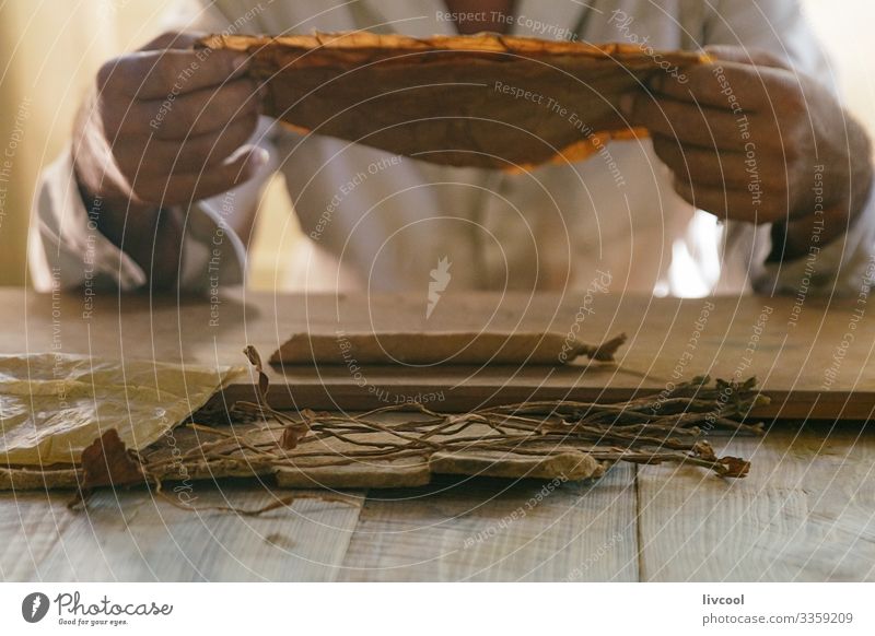 making cigars by hand , viñales - cuba Food Vegetable Lifestyle Island Table Man Adults Hand Culture Nature Leaf Village Town Make Smoking Brown Decadence Cuba