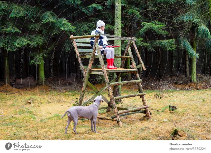 A strange scene in the forest Full-length Contrast Colour photo Misplaced Weimaraner Hound Hunting Blind Strange Funny Slapstick Whimsical Pet Dog Resolve