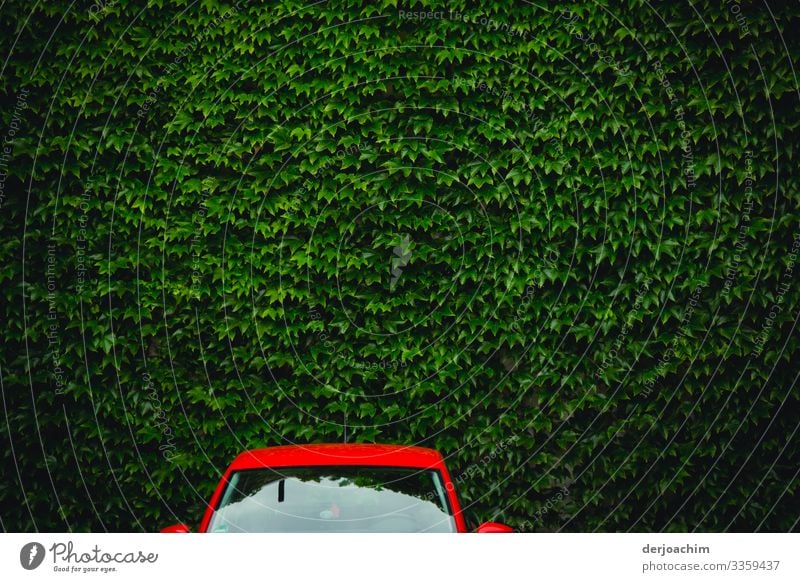 Red car against a green wall. The upper part of a red car in front of a green wall of leaves. Design Harmonious Trip Car Environment Summer Beautiful weather