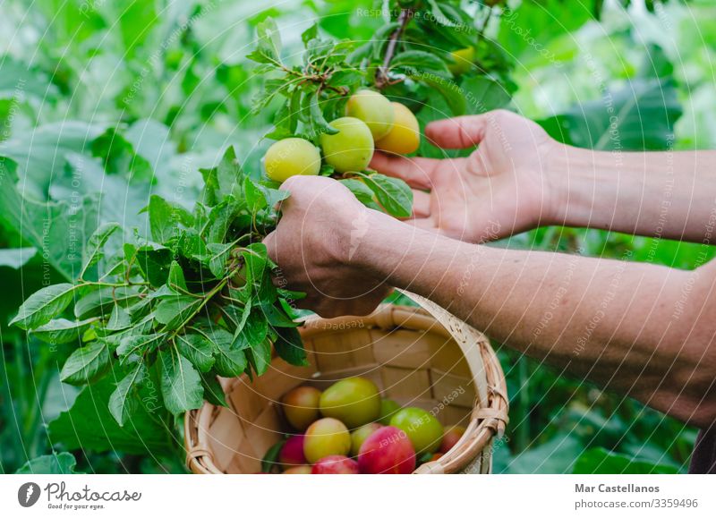 Man hands gathering plums. Rural scene. Fruit Nutrition Vegetarian diet Lifestyle Healthy Eating Wellness Summer Gardening Agriculture Forestry Industry Adults