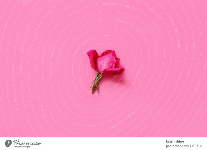 Bright pink rose on a pink background top view Design Decoration Wedding Woman Adults Mother Flower Rose Above Pink Creativity romantic light pink