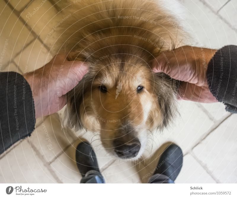 love of animals Animal Pet Dog 1 Brown Black White Contentment Love Collie Stroke Ear Slippers Love of animals Affection Pelt dog's nose Bird's-eye view Hand
