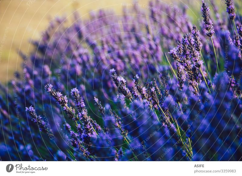 Selective focus of lavender flowers close up selective focus plant blooming blossom scent herb fields detail Provence France crop summer bud nature sunny purple