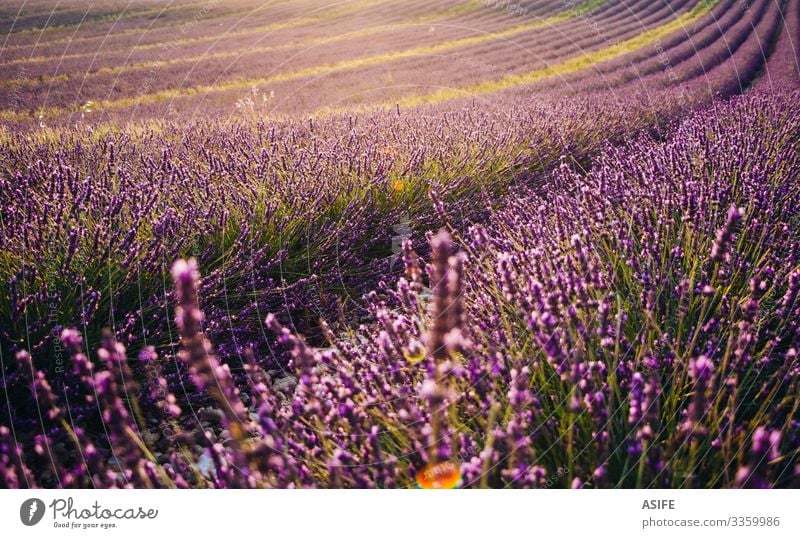 Blooming lavender field at sunset flower fields Provence France landscape crop summer nature plant sunny row purple color bloom beautiful beauty aroma fragrant