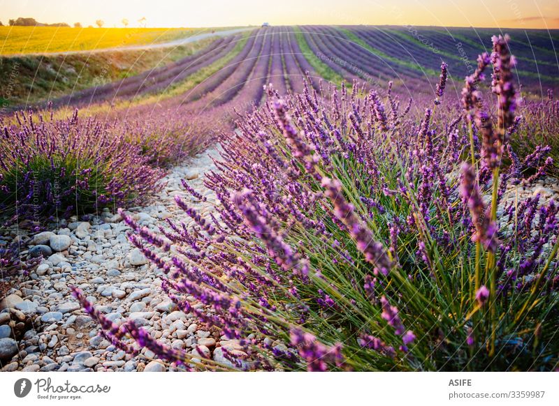 Lavender and sunflower fields in Provence, France lavender sunset landscape crop summer nature plant sunny row purple color bloom beautiful beauty aroma