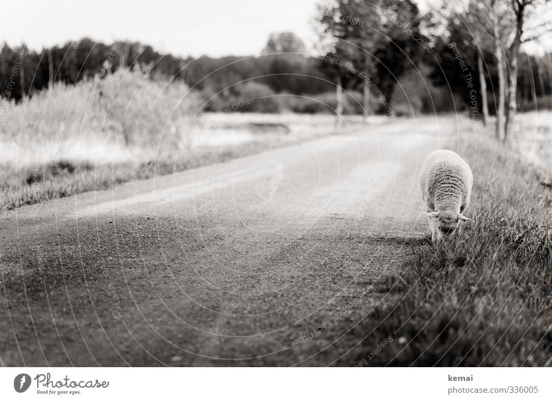 Helgiland Rasmus... Nature Tree Meadow Street Lanes & trails Animal Farm animal Pelt Sheep 1 To feed Loneliness Individual graze Black & white photo