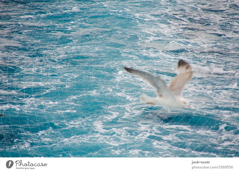 lifted off and detached the seagull in flight Ocean Environment the Aegean Seagull 1 Driving Vacation & Travel Free Warmth Moody Wanderlust Inspiration