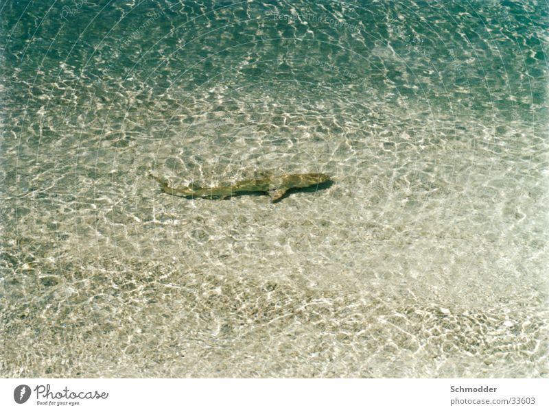 shark Beach Ocean Maldives Shark Water Fish