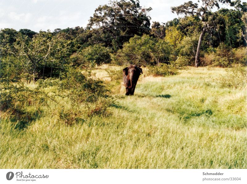 elephant Elephant Forest Meadow Bushes Sri Lanka Graffiti