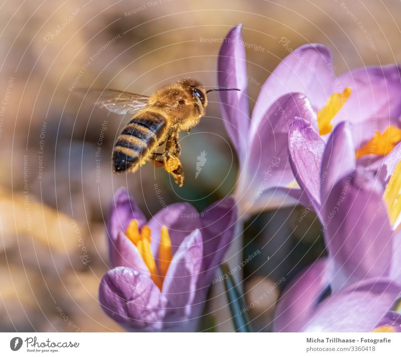 Flying bee over flowers Nature Plant Animal Sunlight Beautiful weather Flower Crocus Blossom Wild animal Bee Animal face Wing Insect Legs Head Eyes Feeler 1
