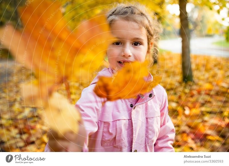 Cute little girl with missing teeth playing with yellow fallen leaves in autumn forest. Showing leaf to the camera. Happy child laughing and smiling. Sunny autumn forest, sun beam.