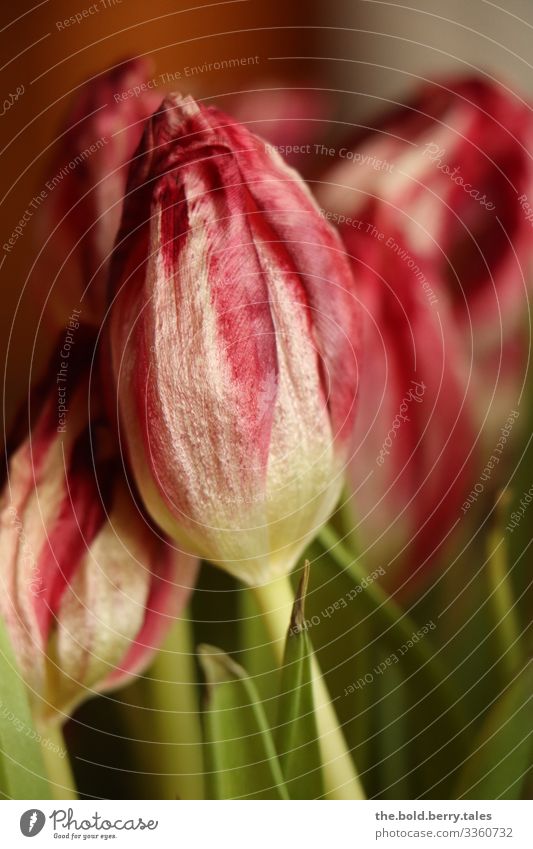 withered tulip red Plant Spring Beautiful weather Flower Tulip Blossom Friendliness Happiness Bright Natural Dry Green Red Nature Transience Colour photo