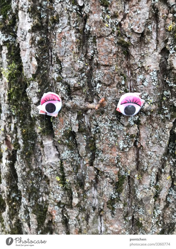 Stickable eyes on a tree trunk Nature Autumn Winter Tree Looking Exceptional Friendliness Uniqueness Cute Tree trunk Eyes Humor bizarre Branch Moss Face