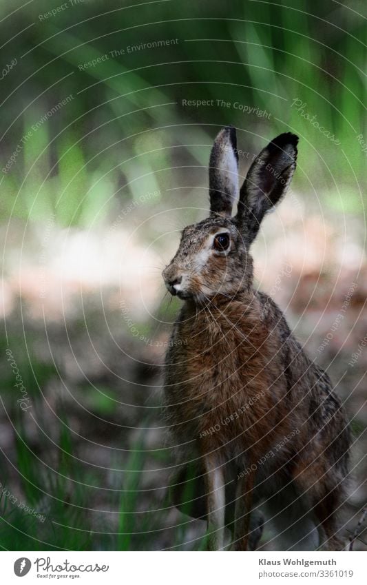 Brown hare on a forest path has discovered the photographer Environment Nature Spring Summer Field Forest Animal Wild animal Animal face Pelt