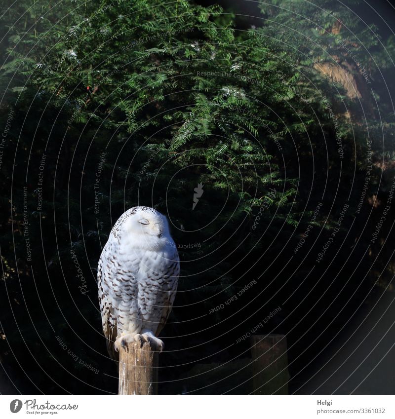a snowy owl sits on a pole with its eyes closed Environment Nature Plant Animal Winter Tree Wild animal Bird Zoo Snowy owl 1 Sleep Stand Uniqueness Natural