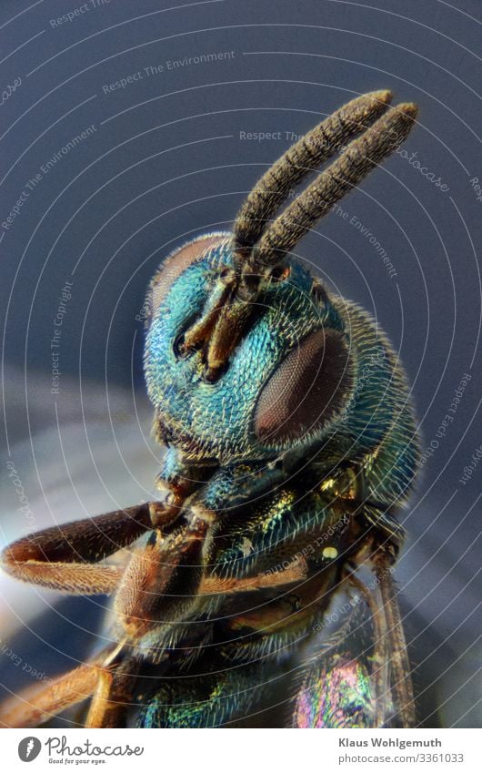 Ergot wasp under the microscope Environment Nature Animal Summer Wild animal Dead animal chalcid wasp Insect 1 Exotic Fantastic Glittering Blue Brown Green
