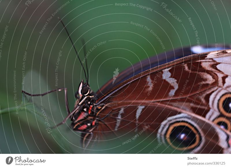 Butterfly looks up natural beauty natural symmetry Dark green natural pattern Snapshot Near upstairs looking up strive for the top morphoid age Morpho peleides