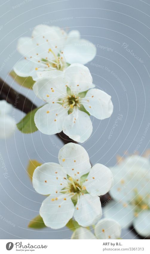 flower type Nature Plant Spring Tree Blossom Apple tree Blossoming Dream Faded Brown Yellow Green Black White Colour photo Exterior shot Copy Space right