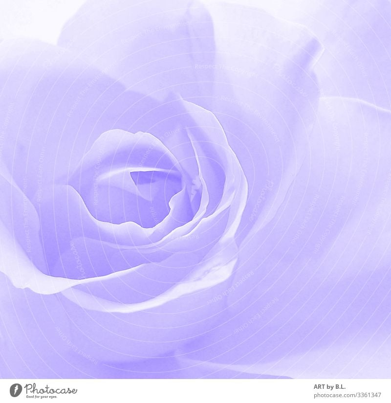 The Rose Nature Plant Spring Summer Autumn Winter Flower Leaf Blossom Blossoming Faded Blue Violet Pink White Colour photo Exterior shot Close-up Detail